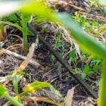 Kvapkový zavlažovací systém