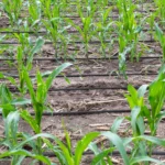 Kvapkový zavlažovací systém