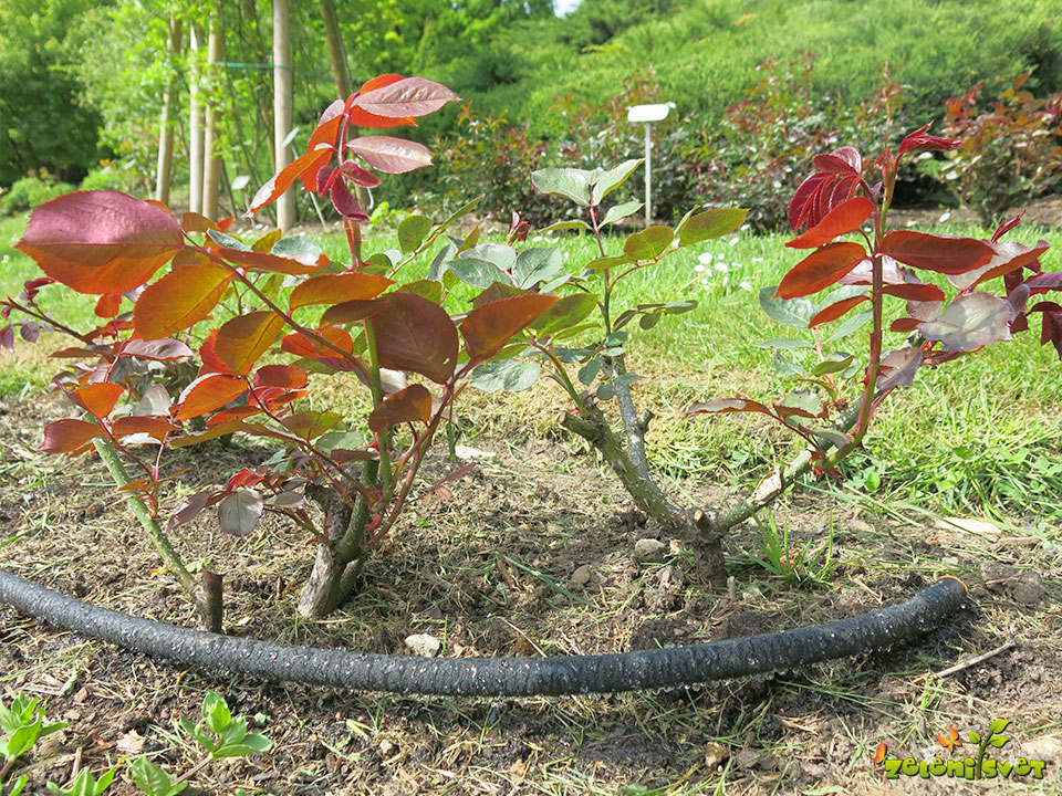 Tomáš Remiš - Skvelá vec, ušetrím vodu a čas pri polievaní.