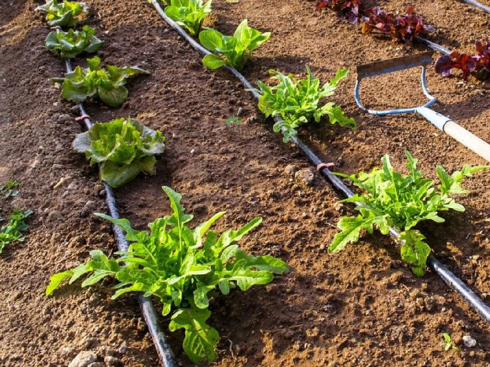 Radoslav Vanko - Výborná zavlažovacia hadica, veľmi jednoduchá inštalácia a celá úroda je rovnomerne polievaná.
