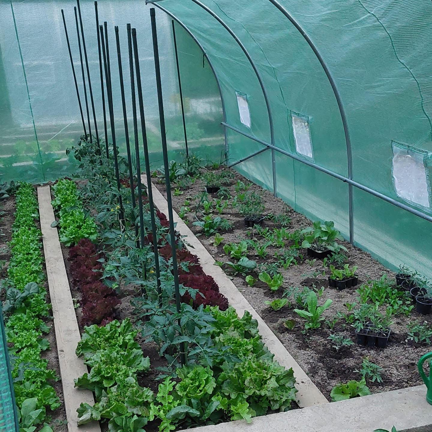 Zita Červeňová - Výborný nákup! S fóliovníkom som nadmieru spokojná! Tu je fotografia mojich záhonov.